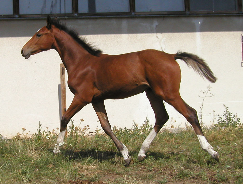 sajga